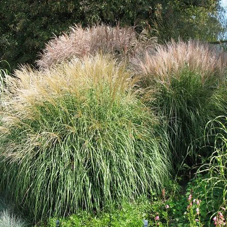 Dendi Store Chinese Silver Grass (Miscanthus Sinensis)- 25 seeds - £7.08 GBP