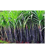 Black Sugar Cane seeds - £7.55 GBP
