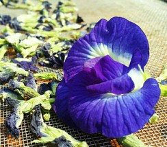 Asian pigeonwings Butterfly Pea Clitoria ternatea Dried 100 Grams ThailandMrk - £4.79 GBP