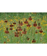 Mexican Hat Perennial Garden Flower Seeds - Easy to Grow and Drought Tol... - £4.11 GBP