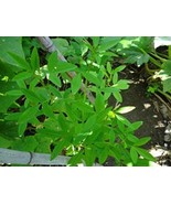 SL 20 Chipilin Guatemalan Vegetable Seeds - $5.62 CAD
