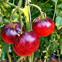Tomato &#39;Lovely Lush&#39; Seeds (5) - Start Your Lush Garden Today, Great as a Garden - £5.53 GBP
