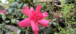 Lady Elsie May bare rooted rose plant 2 yrs-own root. - $25.74