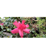 Lady Elsie May bare rooted rose plant 2 yrs-own root. - $25.74