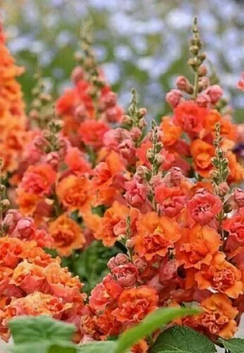 25 Orange Hollyhock Perennial Flower Flowers Fresh Seeds for Planting - £12.48 GBP