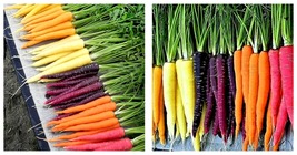 600 Rainbow Carrot Blend Mix Seeds Fresh - £20.41 GBP