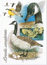 Canada Post Postcard Canada Geese Branta Canadensis - $1.43