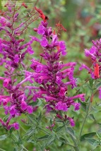 Agastache Texas Hummingbird Mint &#39;heather Queen’, 25 Seeds R - £12.22 GBP