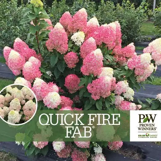 Quick Fire Fab Hydrangea Starter Plant Blooms From Snow White To Raspber... - $53.98