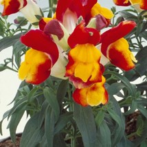 USA SELLER Snapdragon Seeds Floral Showers Red And Yellow Bicolor 50 Seeds - £15.00 GBP