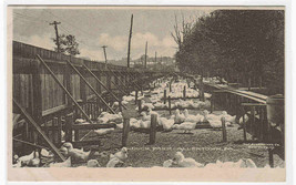 Duck Farm Allentown Pennsylvania Albertype postcard - £6.32 GBP