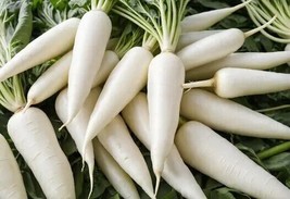 20  Snow White Carrot Seeds    Vegetable  Garden Panting  Organic From US  - £6.37 GBP