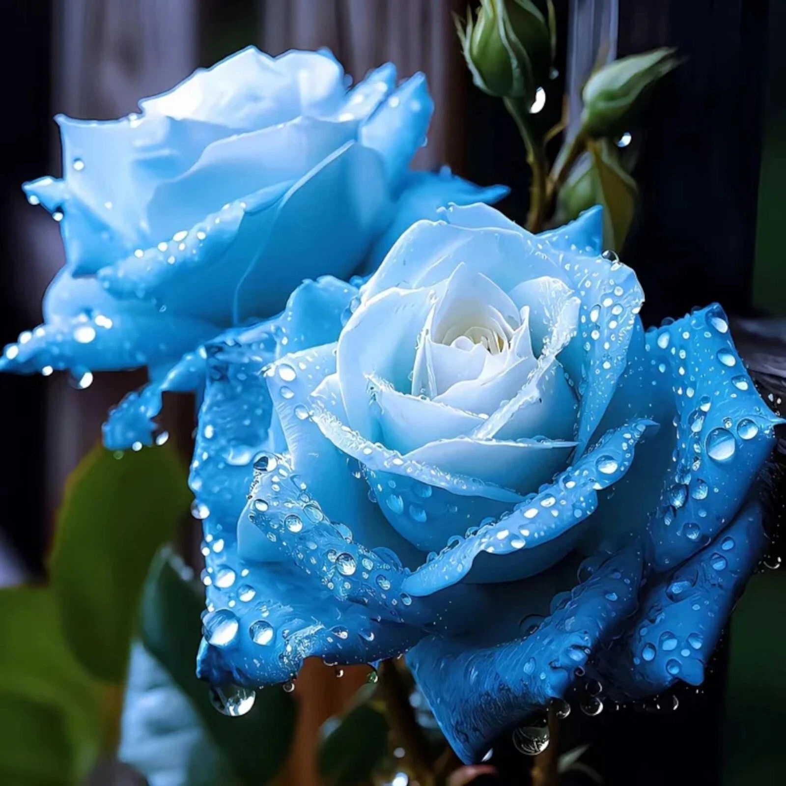 20pcs Broken Ice Blue Rose Seeds - Non-GMO Heirloom Variety - $15.03