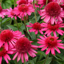 25+ Red Candy Coneflower Seeds Flowers Easy to Grow Garden - £11.10 GBP