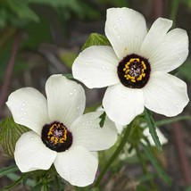 Hibiscus Trionum Plant Seeds - $6.99