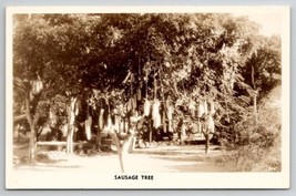 Honolulu Sausage Tree RPPC c1940 Real Photo Postcard L26 - £4.75 GBP