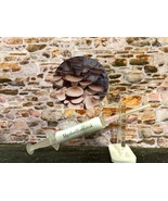 10ml / 60ml Brown Oyster Mushrooms Specialist Range Liquid Mycelium Culture / Se - $8.71 - $41.14
