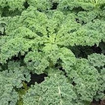 Siberian Dwarf Kale Seeds Gardening USA Shipping - £7.07 GBP