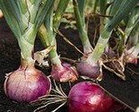 300  Red Burgundy Onion Seeds Short Day Non Gmo Heirloom Fresh Fast Ship... - $8.99
