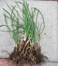 HS 20 Organics Garlic Chives Live Plant Bare Roots Hardy Perennial Herb Jiu Cai  - £20.39 GBP