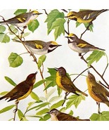 Warbler Varieties #1 1936 Bird Lithograph Color Plate Print DWU12C - €21,52 EUR