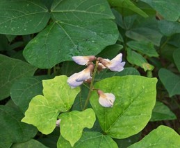 Pachyrhizus Erosus Jicama Seeds Garden USA SELLER - £13.73 GBP