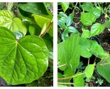 TOP SELLER Betel leaf plant, Paan plant Piper Betle vine root up to 8” i... - $64.93