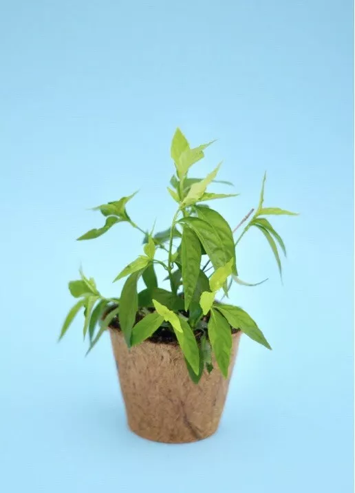 Tilo (Justicia pectoralis) well rooted starter plant Medium Coconut Coir Pot - £71.76 GBP