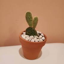 Bunny Ears Cactus in terra cotta planter, 2 inch live plant, Opuntia microdasys