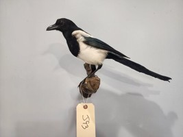 Beautiful Eurasian Magpie (Pica pica)  Bird Taxidermy Mount - £279.13 GBP