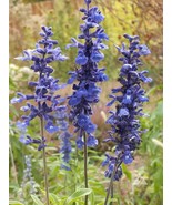 Blue Sage 100 Seeds Free Shipping - $5.44 CAD