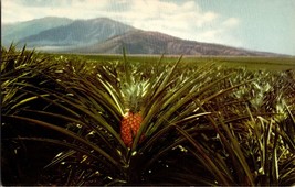 Union Oil 76 Hawaii Pineapple Field Honolulu HI Chrome Postcard (D3) - £4.36 GBP