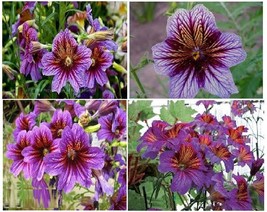 USA SELLER Salpiglosis Painted Trumpet Flower 50 Seeds Fast Shipping - £10.76 GBP