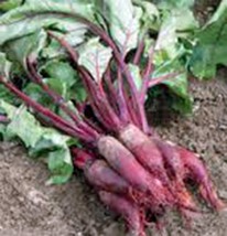 BEETS, CYLINDRA, NON GMO, HEIRLOOM, ORGANIC, 25+ SEEDS, CYLINDRICAL SHAP... - £3.92 GBP