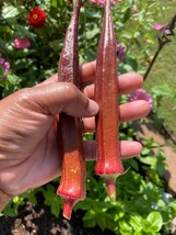 US Seller 100 Red Burgundy Okra Seeds Heirloom Fresh - £6.97 GBP