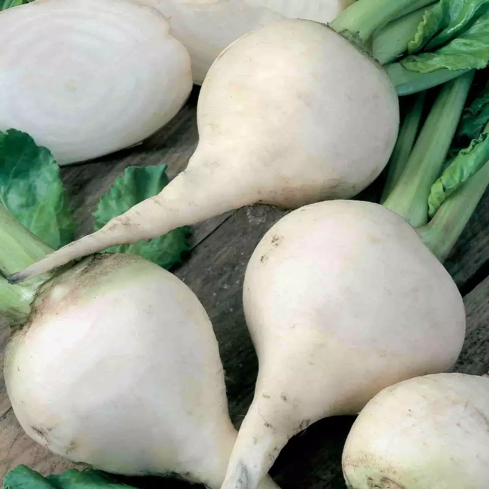 125 Seeds White Albino Beet Seeds, Holland Heirloom, NON-GMO - £6.15 GBP