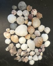 Lot 58 Cockle, Mussel, Clam &amp; Scallop Shells Various Colors &amp; Sizes Un-d... - $47.49