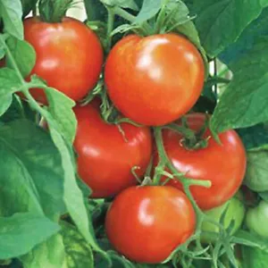 50 Seeds Early Girl Tomato Heirloom Tomatoes Juicy Vegetable Fresh Garden - $9.32