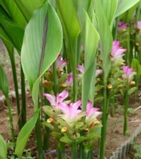 Temu Giring - Curcuma heyneana (Dried), 80 Gram