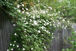 5 White Climbing Rose Rosa Bush Vine Climber Fragrant Butterfly Flower Seeds USA - $18.50