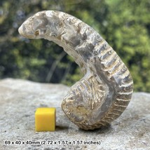 Rastellum oyster polished bivalve &#39;fossil alien&#39; genuine - $15.97