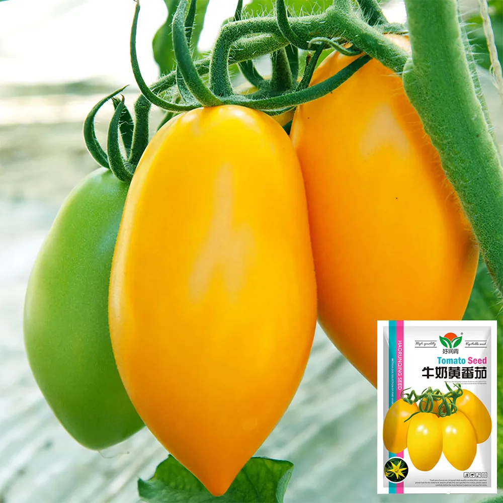 Creamy Elegance: 5 Bags (200 Seeds/Bag) of &#39;Radiant Gold&#39; Yellow Tomatoe... - £8.69 GBP