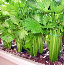 HeirloomSupplySuccess 100 Heirloom Tall Utah Celery seeds - £3.18 GBP