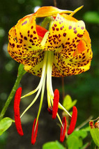 FREE SHIPPING Lilium superbum Turks-Cap American Tiger Turban Swamp Lily 20 Seed - £14.38 GBP