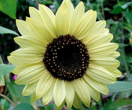 Lemon Queen Sunflower Seeds Gardening Beautiful USA SHIPPING - £16.10 GBP