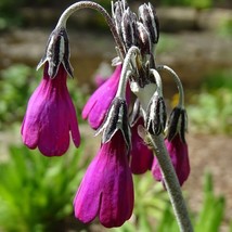 New Fresh Seeds Primula Secundiflora Seed - $9.98