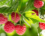 Nova Mid Season Red Raspberry - 2 year old Bare Root Canes - Nearly Thor... - $18.76+