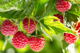Nova Mid Season Red Raspberry - 2 year old Bare Root Canes - Nearly Thornless -  - £14.75 GBP+