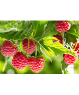 Nova Mid Season Red Raspberry - 2 year old Bare Root Canes - Nearly Thornless -  - £14.69 GBP - £111.60 GBP