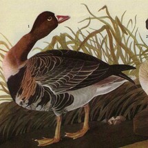 White Fronted Goose Bird 1946 Color Art Print John James Audubon Nature ... - $744.57 MXN